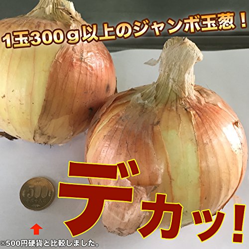 Amazon.co.jp: Large Onion New Onion Produced in Wakayama